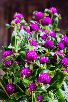 Globe amaranth