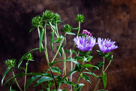 Blue stokesia laevis, Stokes' aster