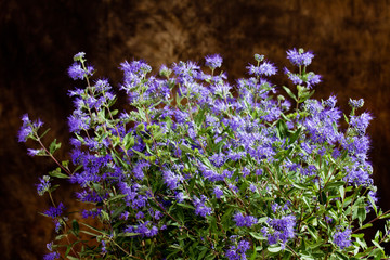Obraz premium Blue Spiraea against dark background