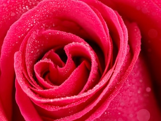 closeup deeply pink rose flower with dew drops. shallow depth of field