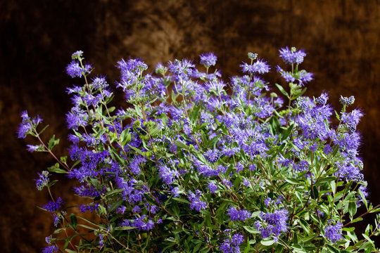 Blue Spiraea against dark background