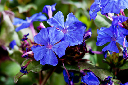 Blue Cape Leadwort