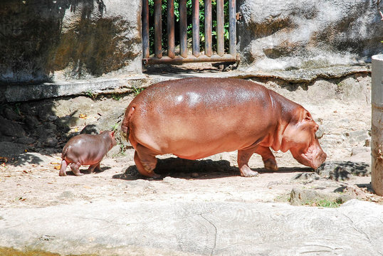 hippopotamus with baby