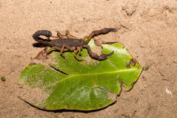 Scorpions, predatory arachnids Madagascar