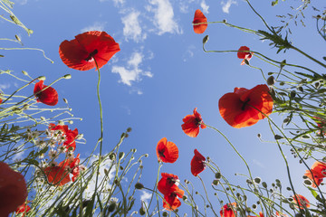 Obraz premium Red poppies in field