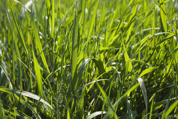 Meadow, grass blades, close up