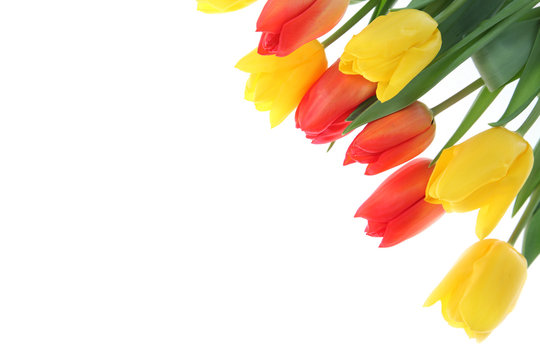 Bouquet of tulips on a white background.