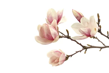 Zelfklevend Fotobehang magnolia © magdal3na