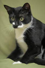 Black with white cat on a green background