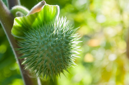 poison plant seedpods (Datura stramonium)