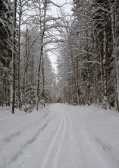Ski track in the snow-covered forest