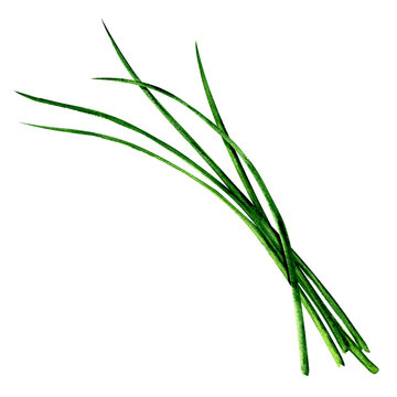 Young green fresh chives bunch isolated, watercolor illustration on white