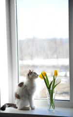 White fluffy cat and bouquet of flowers yellow tulips in a glass vase on a windowsill