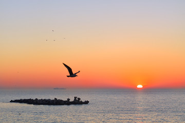 Fototapeta na wymiar Seagull in the morning