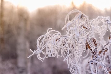 Beautiful frozen berries on branch with ice crystals. Close up of withered  red berry with frost with copy space. Berries under snow.