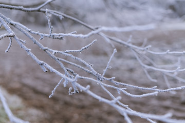 branches closeup covered with hoarfrost on a background of frozen ground without snow.  Early frosts. Frost texture. Freezing cold.