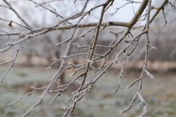 branches closeup covered with hoarfrost on a background of frozen ground without snow.  Early frosts. Frost texture. Freezing cold.