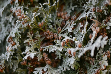 branches closeup covered with hoarfrost on a background of frozen ground without snow.  Early frosts. Frost texture. Freezing cold.