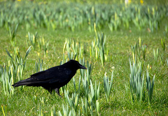 crow on grass