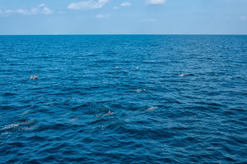 Fototapeta na wymiar Dolphins in the Indian Ocean