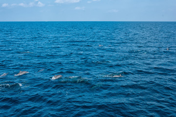 Fototapeta premium Dolphins in the Indian Ocean
