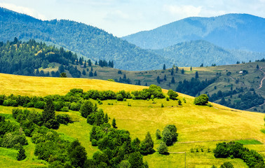 forest on a mountain hillside in rural area - 140052733