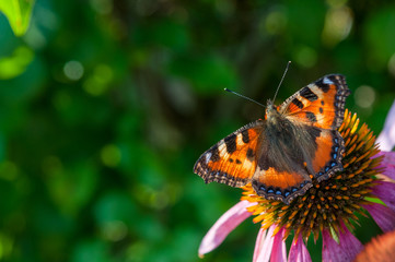 Obraz na płótnie Canvas Butterfly on Echinacea flower