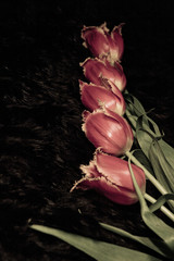 необычные цветы тюльпаны в ряд на черном фоне - obrazy, fototapety, plakaty