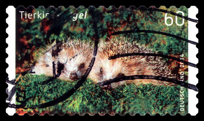Postage stamp.  Kinder Igel.