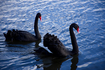 Pair of black swans swimming in lake