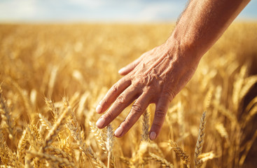 Wheat sprouts in a farmer's hand.Farmer Walking Through Field Checking Wheat Crop
