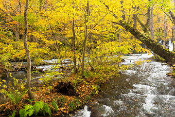 Oirase Mountain Stream in Japan