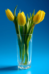 Bouquet of yellow tulips in a vase
