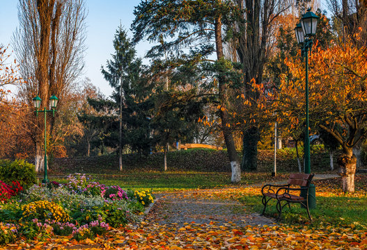 flower blossom in city park in autumn