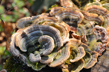Trametes bracket fungus on dead trunk, healthy mushrooms on tree
