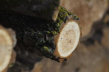 Roundwood timber stored in the woods, close up to the shear, early spring, Chernigiv, Ukraine
