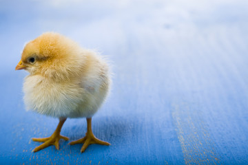 Fluffy little yellow chicken on a blue wooden background.