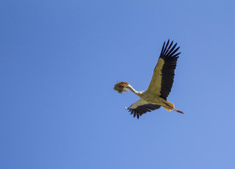 White stork