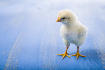 Fluffy little yellow chicken on a blue wooden background.