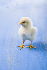 Fluffy little yellow chicken on a blue wooden background.