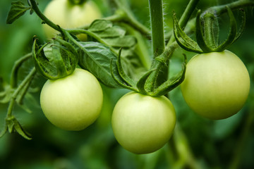 Unripe Tomatoes 