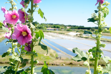 Fototapeta premium hollycock with saltminning in the background