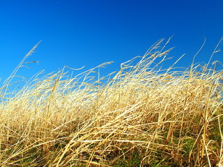 Fototapeta premium 風に吹かれる土手の枯れ草