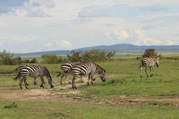 Fototapeta na wymiar Zebras walking in Kenya