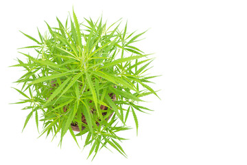 Marijuana isolated on white background.