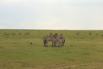 Zebras in Kenya