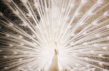 Naklejka premium Portrait of beautiful white peacock with feathers out