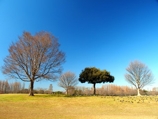 冬の草原と枯れ木