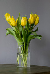 Yellow tulips in glass vase on grey wall background.