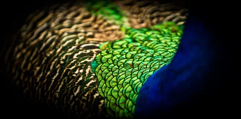 Stof per meter Peacock © NAndreasN